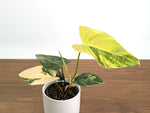 Philodendron Florida Beauty × Fuzzy Petiole Variegated - Exact Plant #31A - One of a Kind