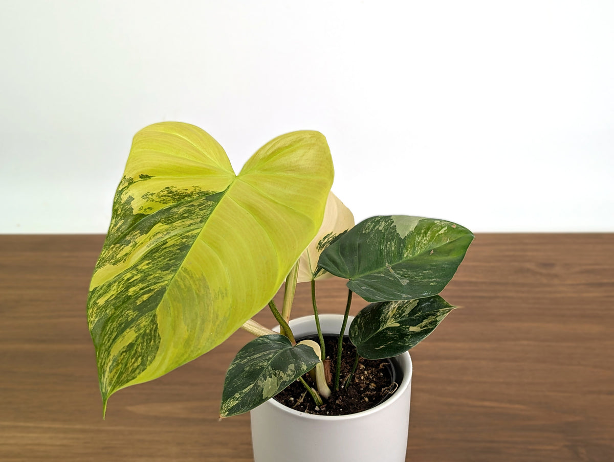 Philodendron Florida Beauty × Fuzzy Petiole Variegated - Exact Plant #31A - One of a Kind