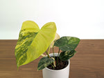 Philodendron Florida Beauty × Fuzzy Petiole Variegated - Exact Plant #31A - One of a Kind