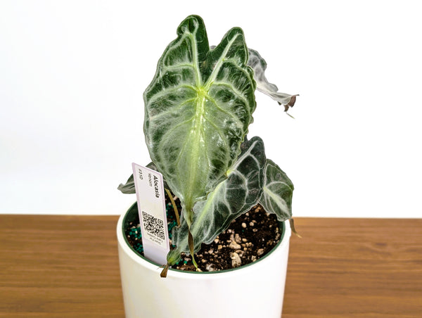 Alocasia Venom - Exact Plant Selection
