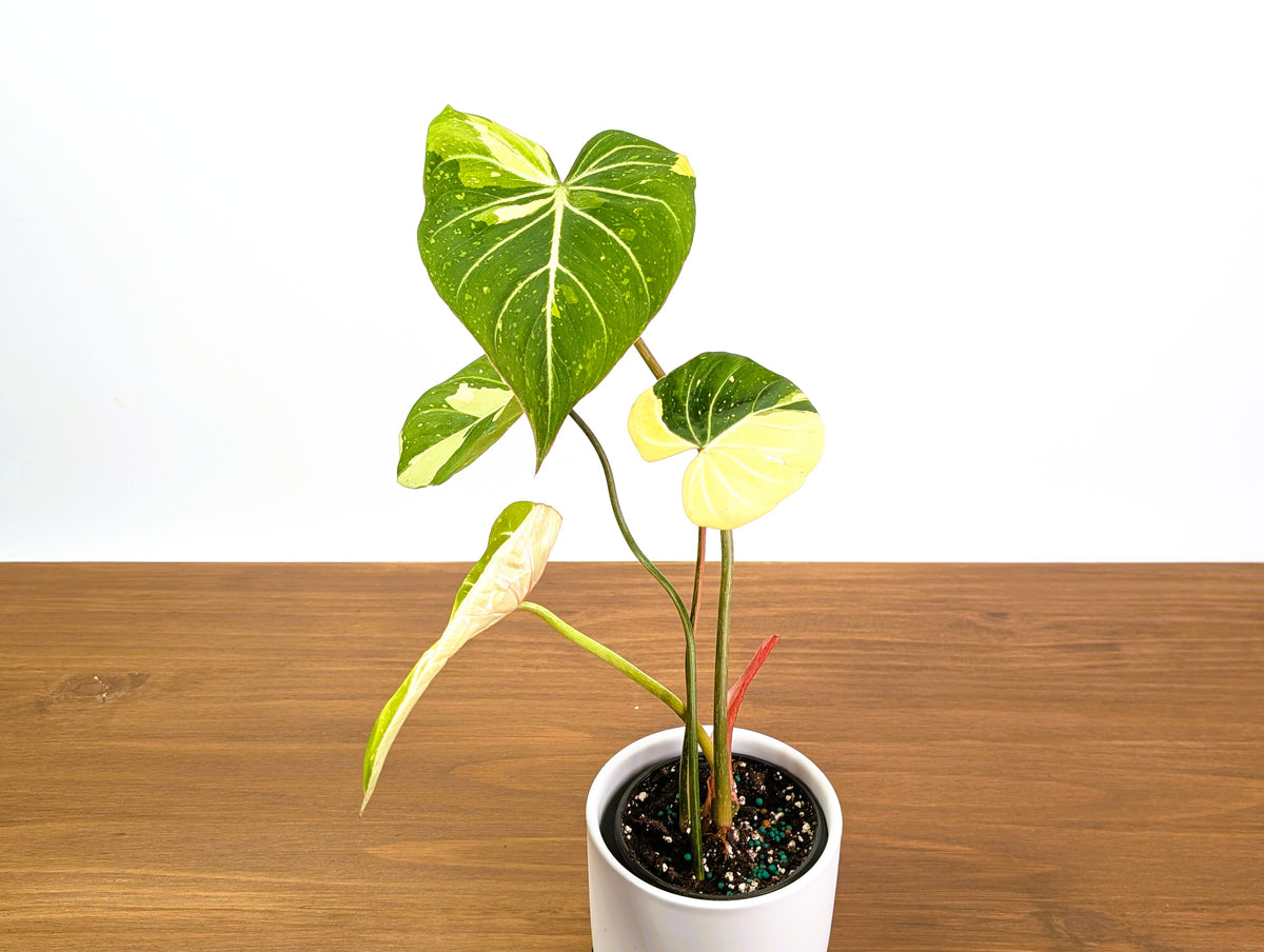 Variegated Philodendron Gloriosum plant with aurea and albo variegation.