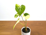 Variegated Philodendron Gloriosum plant with aurea and albo variegation.