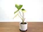 Variegated Philodendron Gloriosum plant with aurea and albo variegation.