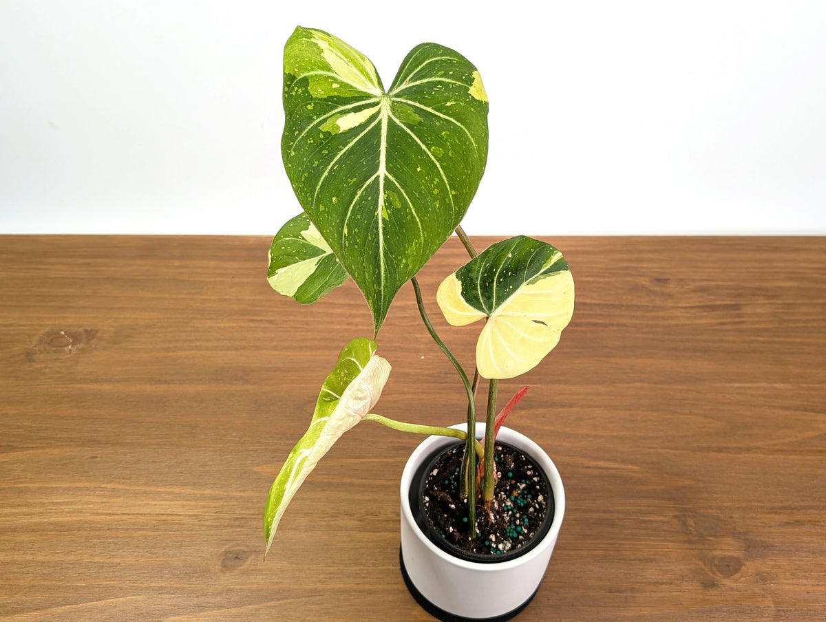 Variegated Philodendron Gloriosum plant with aurea and albo variegation.
