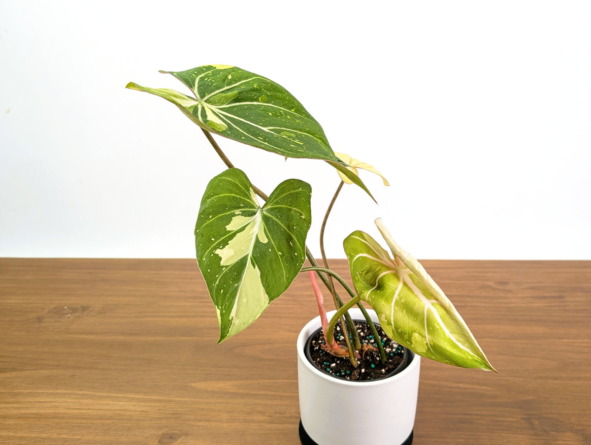 Variegated Philodendron Gloriosum plant with aurea and albo variegation.