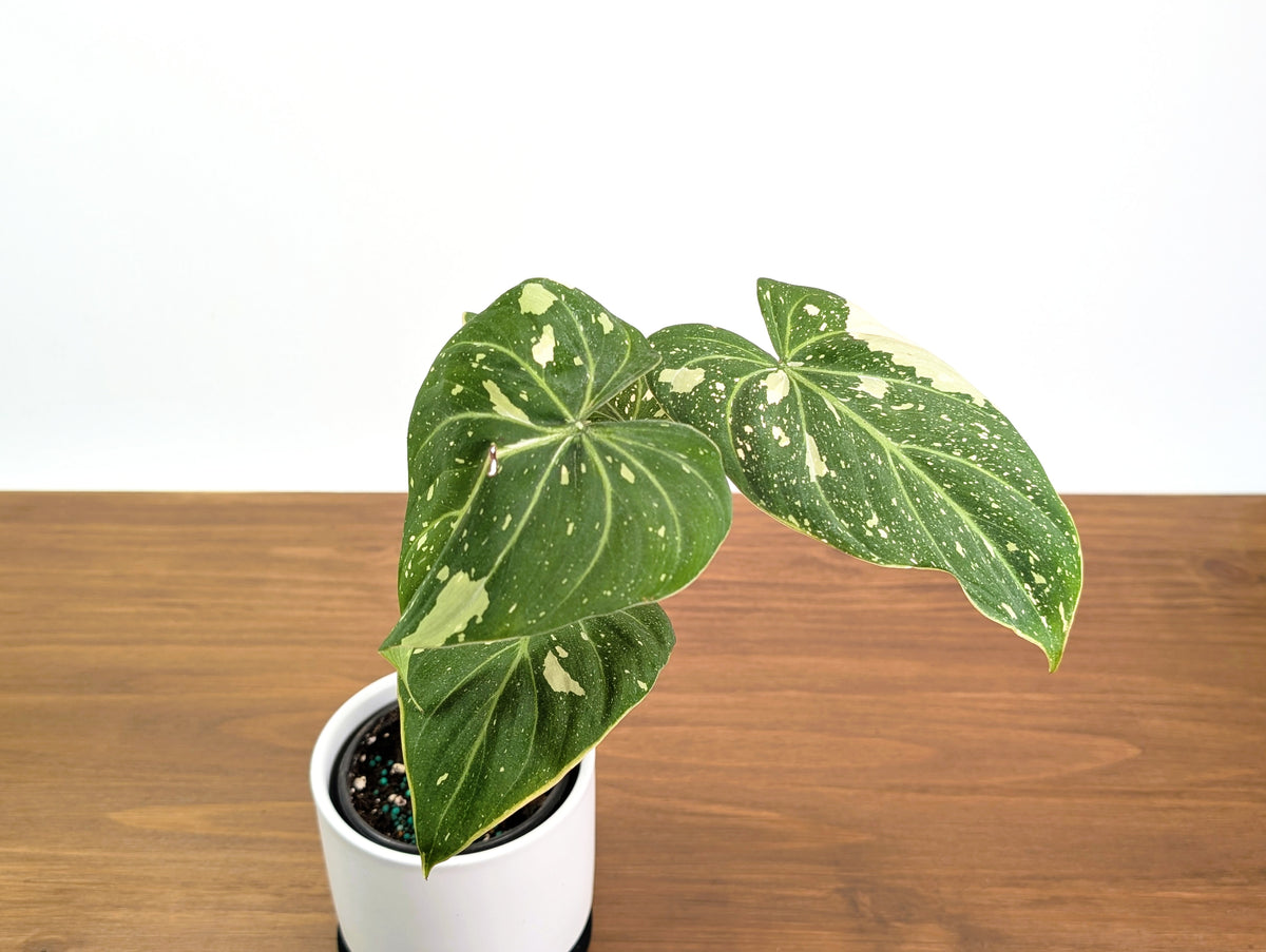 Philodendron Gloriosum Variegated Exact 4" Plant #31A