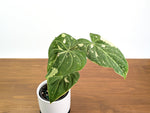 Philodendron Gloriosum Variegated Exact 4" Plant #31A