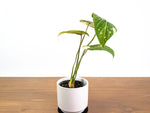 Philodendron Gloriosum Variegated Exact 4" Plant #31A