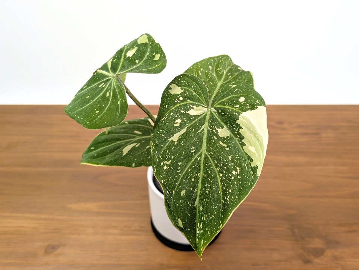 Philodendron Gloriosum Variegated Exact 4" Plant #31A