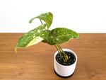 Philodendron Gloriosum Variegated Exact 4" Plant #31A