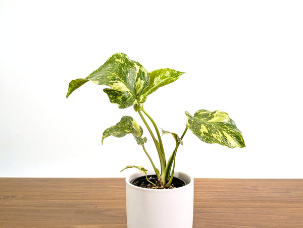Monstera Electrolyte 'Golden Lion Tricolor' - 4" Exact Plant #31A