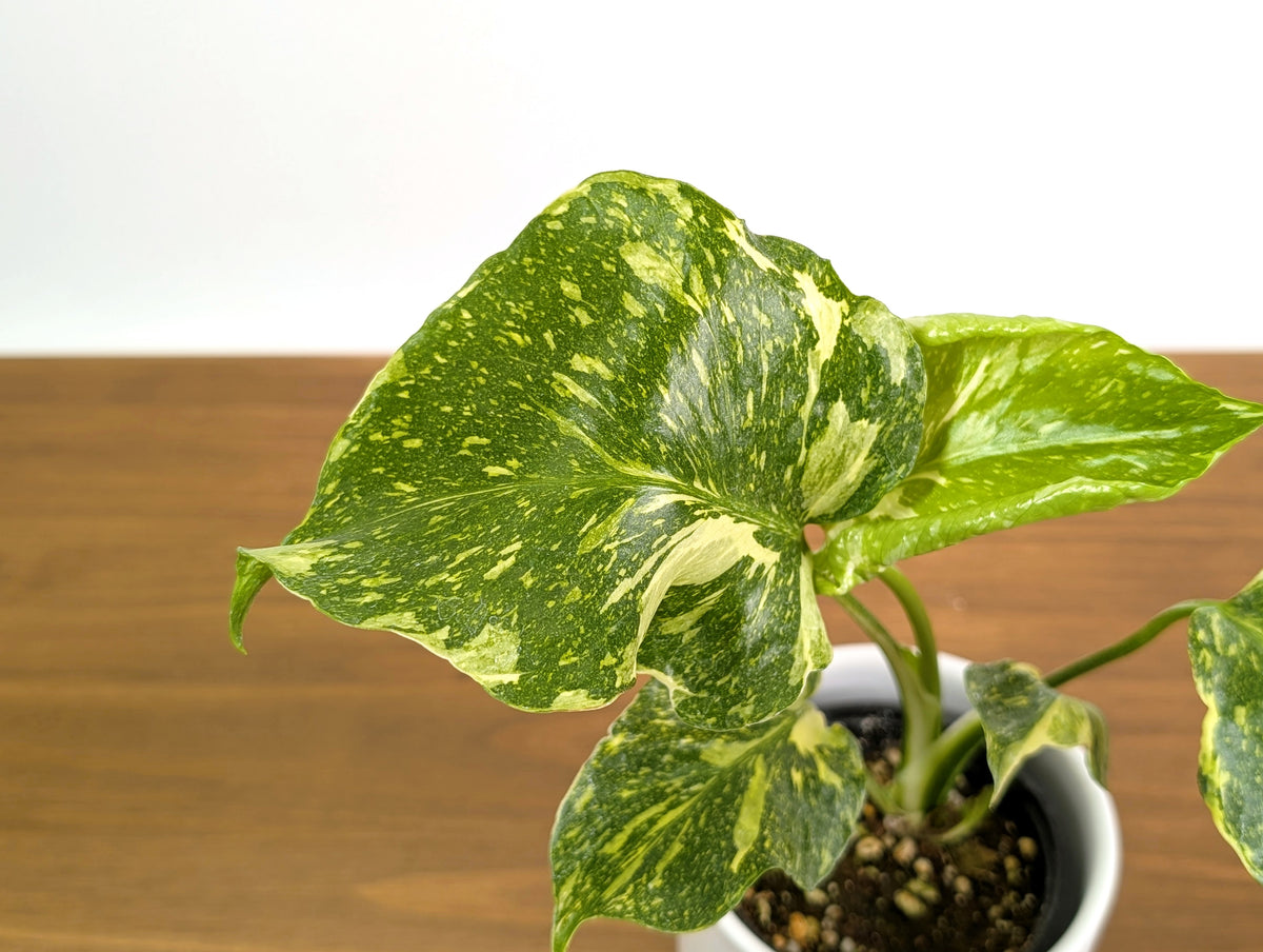 Monstera Electrolyte 'Golden Lion Tricolor' - 4" Exact Plant #31A