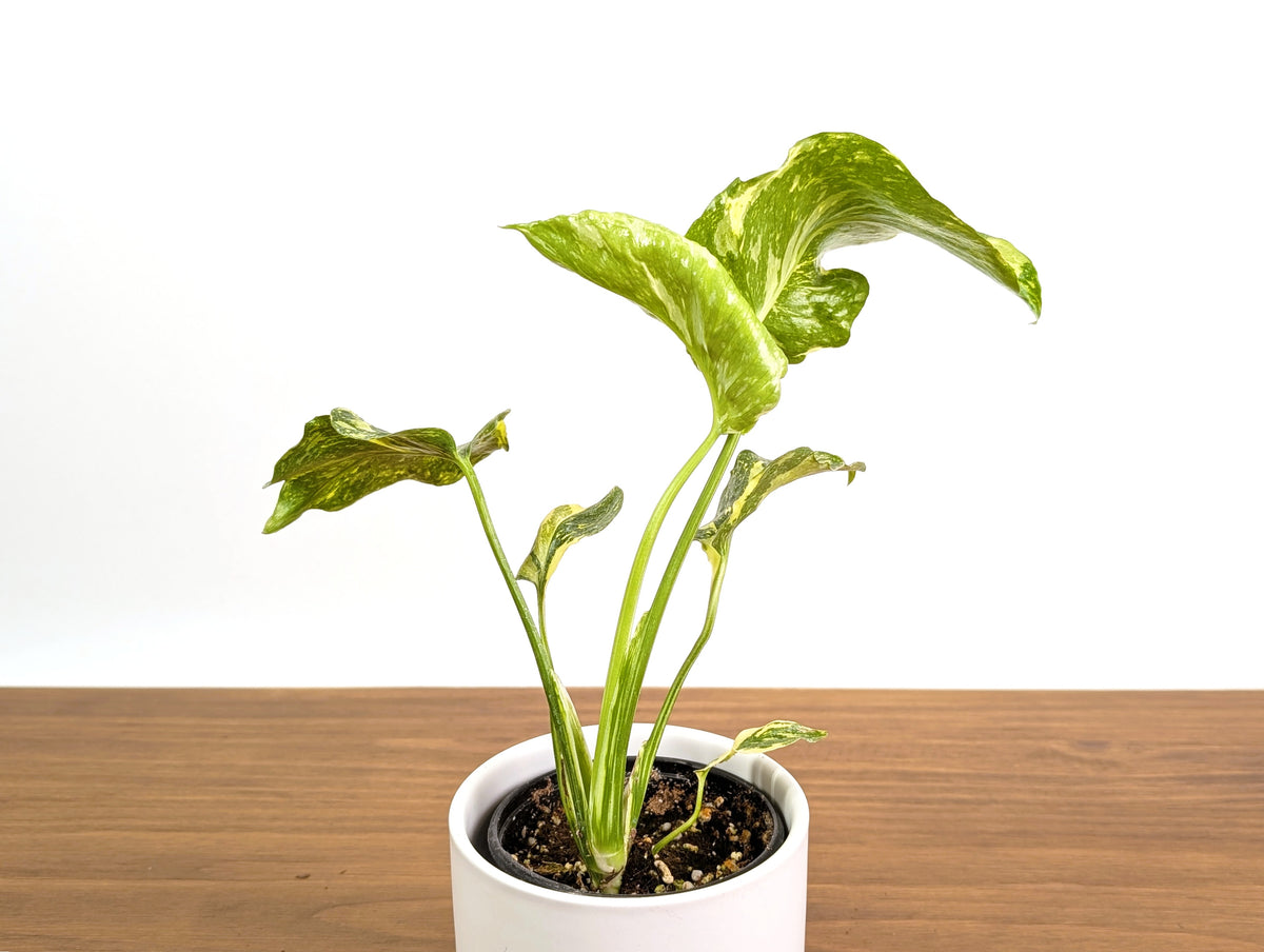 Monstera Electrolyte 'Golden Lion Tricolor' - 4" Exact Plant #31A