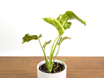 Monstera Electrolyte 'Golden Lion Tricolor' - 4" Exact Plant #31A