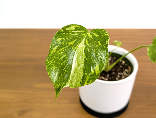 Monstera Electrolyte 'Golden Lion Tricolor'