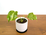 Monstera Electrolyte 'Golden Lion Tricolor'