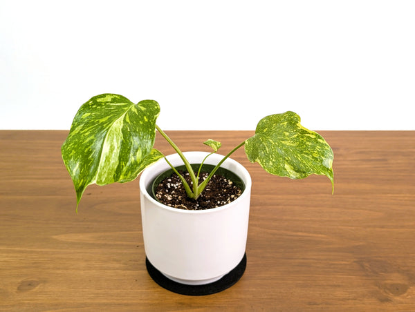 Monstera Electrolyte 'Golden Lion Tricolor'