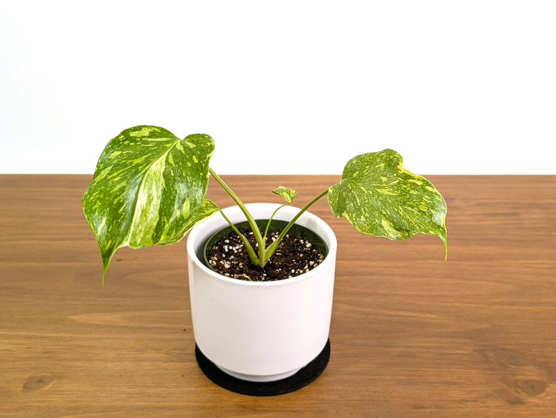 Monstera Electrolyte 'Golden Lion Tricolor'