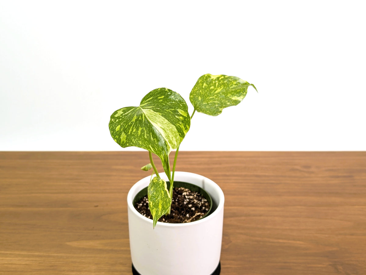 Monstera Electrolyte 'Golden Lion Tricolor'