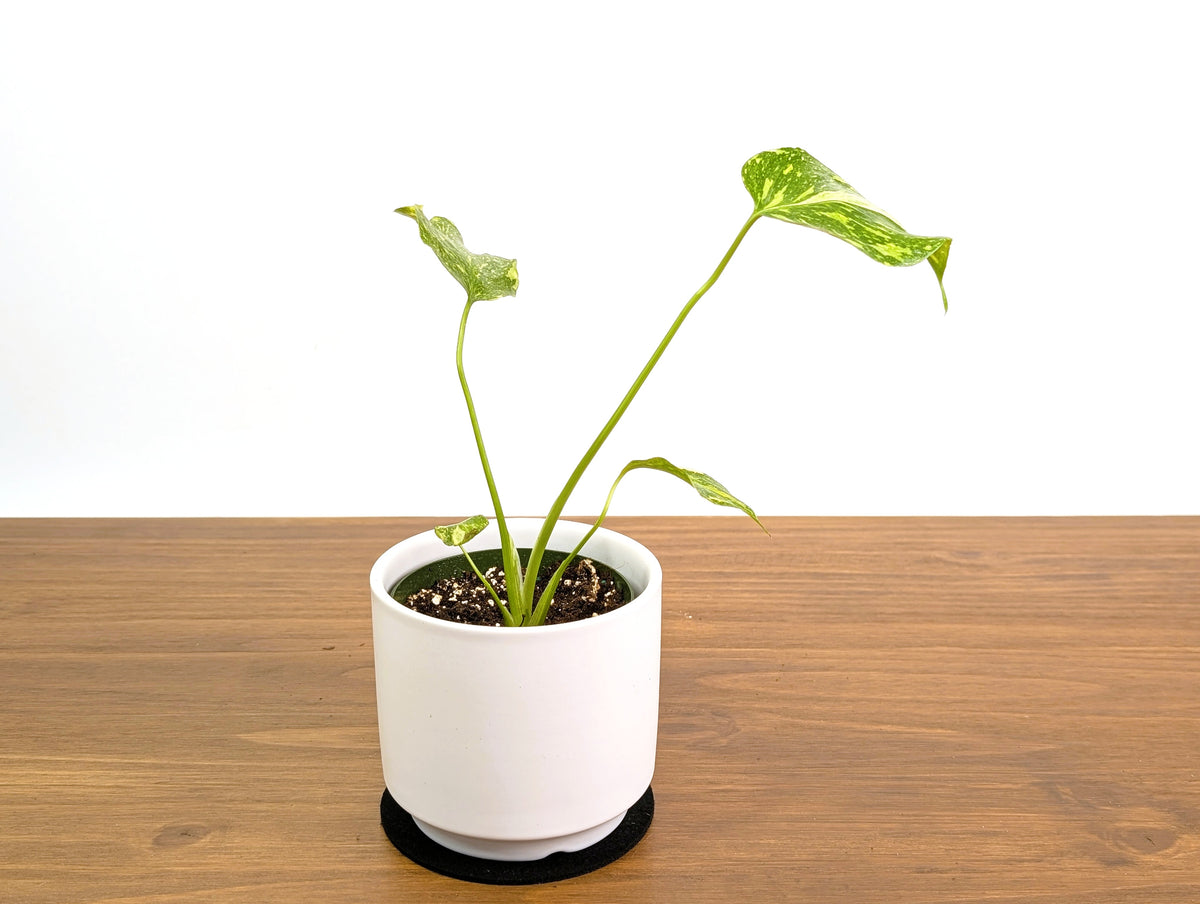 Monstera Electrolyte 'Golden Lion Tricolor' - 4" Exact Plant #31A