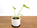 Monstera Electrolyte 'Golden Lion Tricolor' - 4" Exact Plant #31A