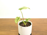 Monstera Legacy