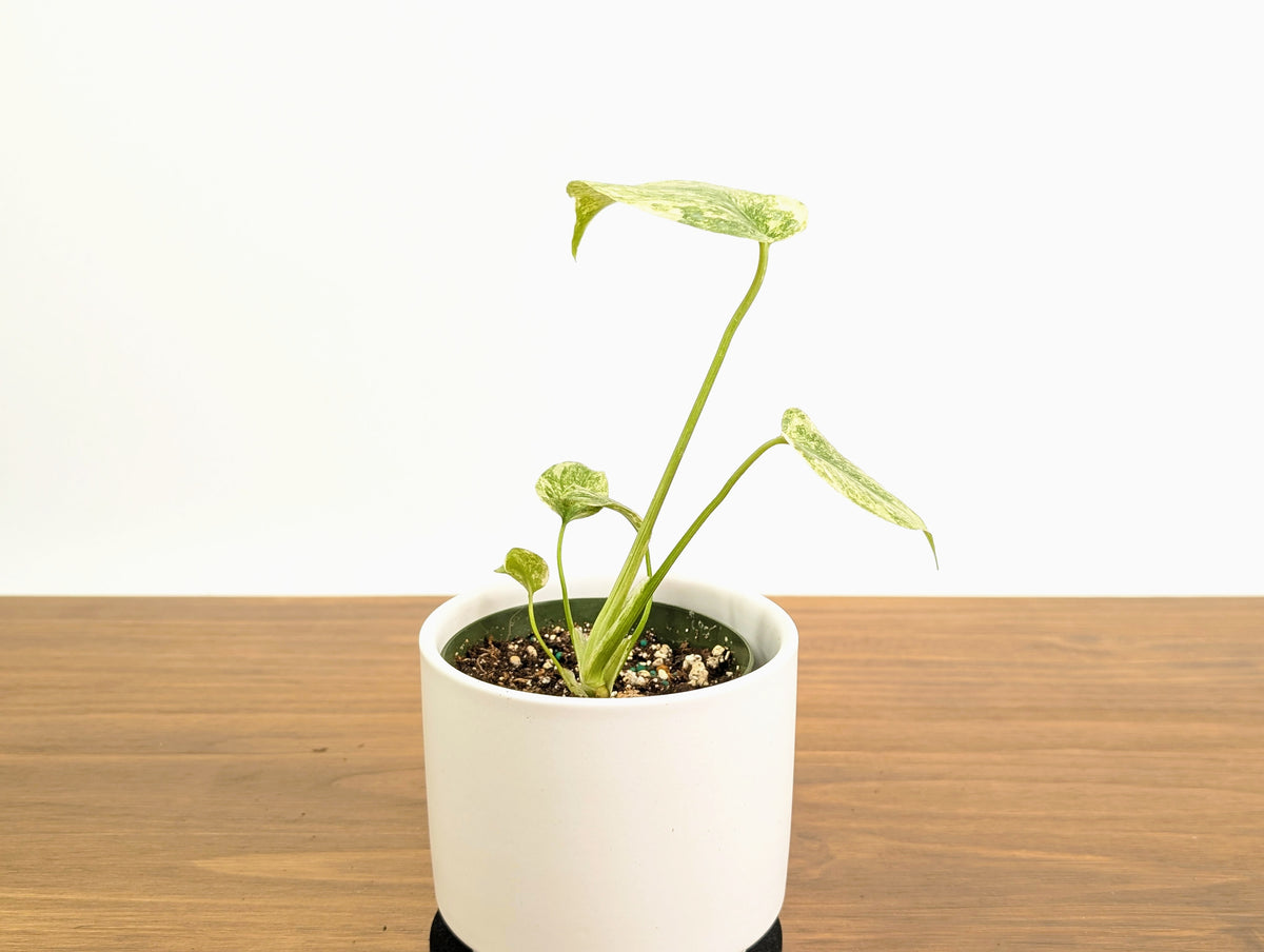 Monstera Legacy