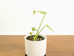 Monstera Legacy