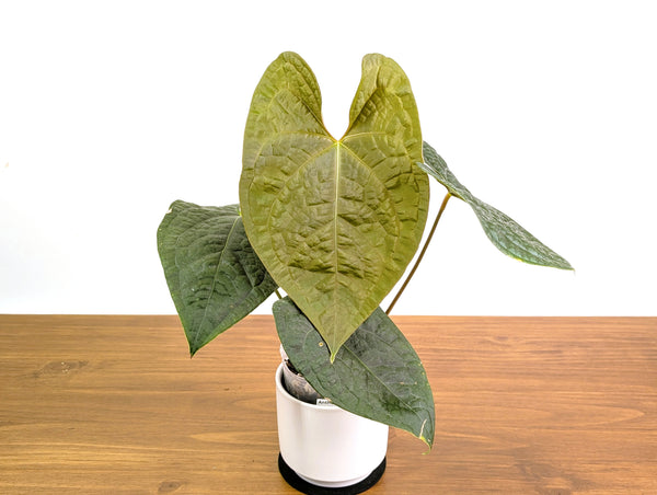 Anthurium Forgetii x Luxurians 4" XL Exact Plant #31A