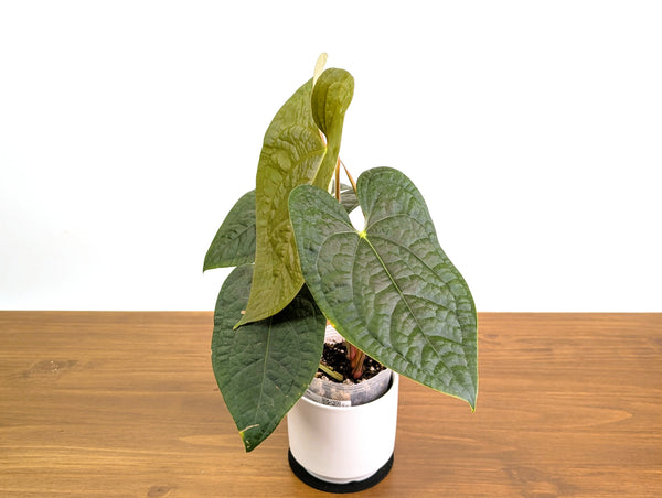 Anthurium Forgetii x Luxurians 4" XL Exact Plant #31A