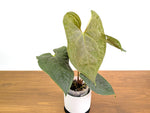 Anthurium Forgetii x Luxurians 4" XL Exact Plant #31A
