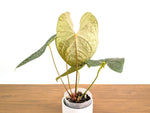 Anthurium Forgetii x Luxurians 4" XL Exact Plant #31A