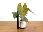 Anthurium Forgetii x Luxurians 4" XL Exact Plant #31A