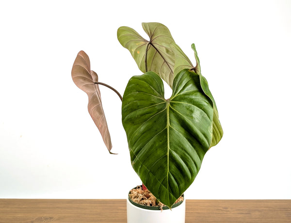 Philodendron Pink Glory (Lynamii x Gloriosum) 6" Pot Exact Plant #31A