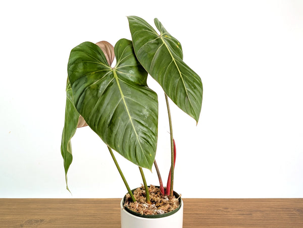 Philodendron Pink Glory (Lynamii x Gloriosum) 6" Pot Exact Plant #31A