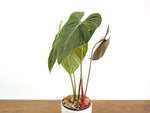 Philodendron Pink Glory (Lynamii x Gloriosum) 6" Pot Exact Plant #31A