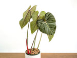 Philodendron Pink Glory (Lynamii x Gloriosum) 6" Pot Exact Plant #31A