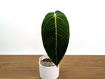 Anthurium Warocqueanum x Waterburyanum - Exact 4" Mature Size #30A
