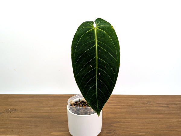 Anthurium Warocqueanum x Waterburyanum - Exact 4" Mature Size #30A