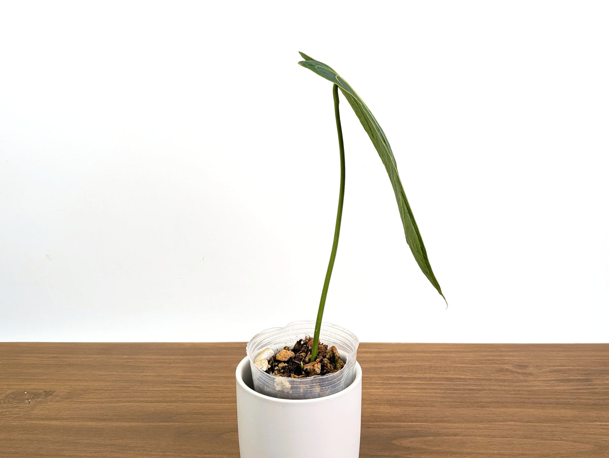 Anthurium Warocqueanum x Waterburyanum - Exact 4" Mature Size #30A