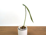 Anthurium Warocqueanum x Waterburyanum - Exact 4" Mature Size #30A