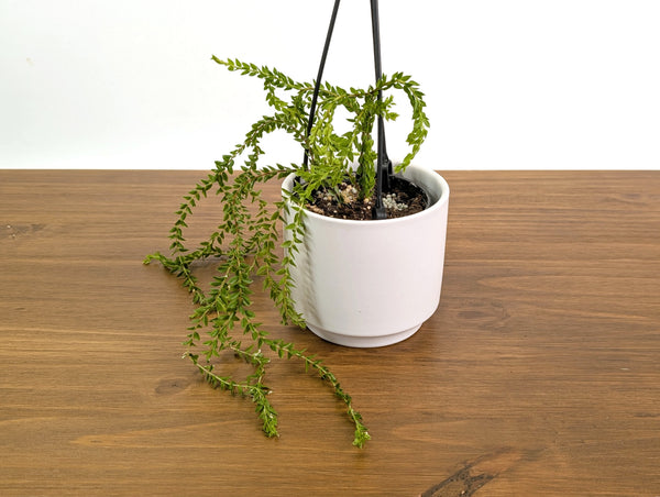 Huperzia Salvinioides