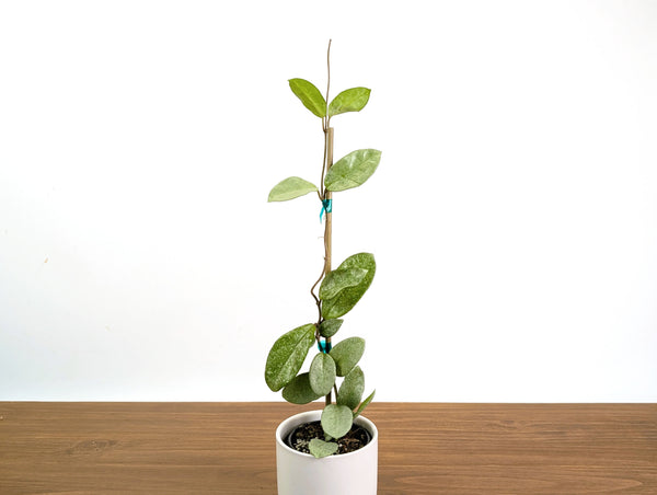 Hoya Nova Ghost