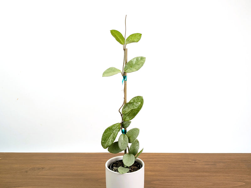 Hoya Nova Ghost
