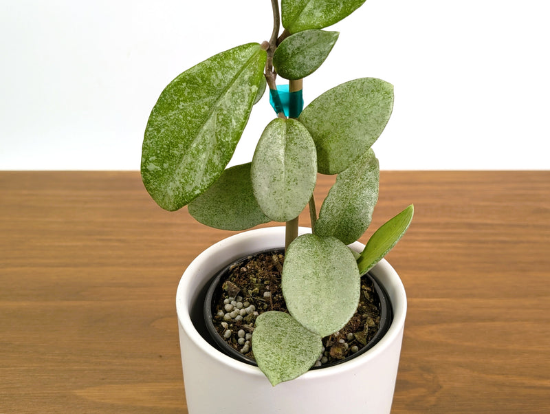 Hoya Nova Ghost