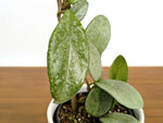 Hoya Nova Ghost
