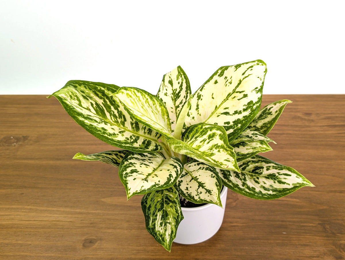 Aglaonema White Platinum