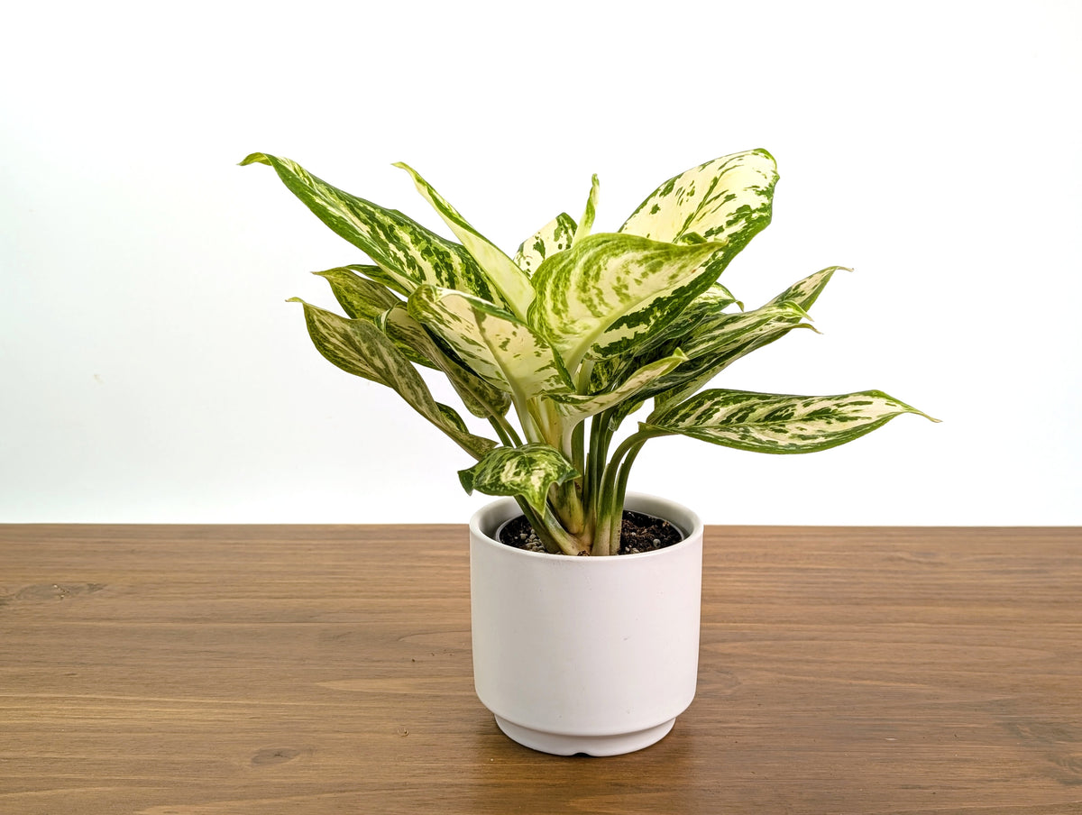 Aglaonema White Platinum