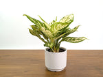 Aglaonema White Platinum