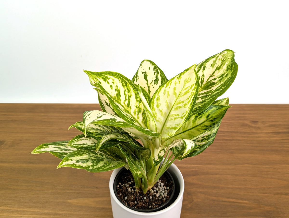 Aglaonema White Platinum